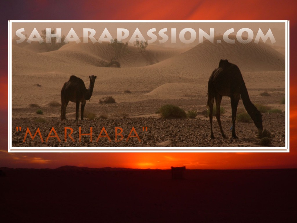saharaPassion saharaPassion
